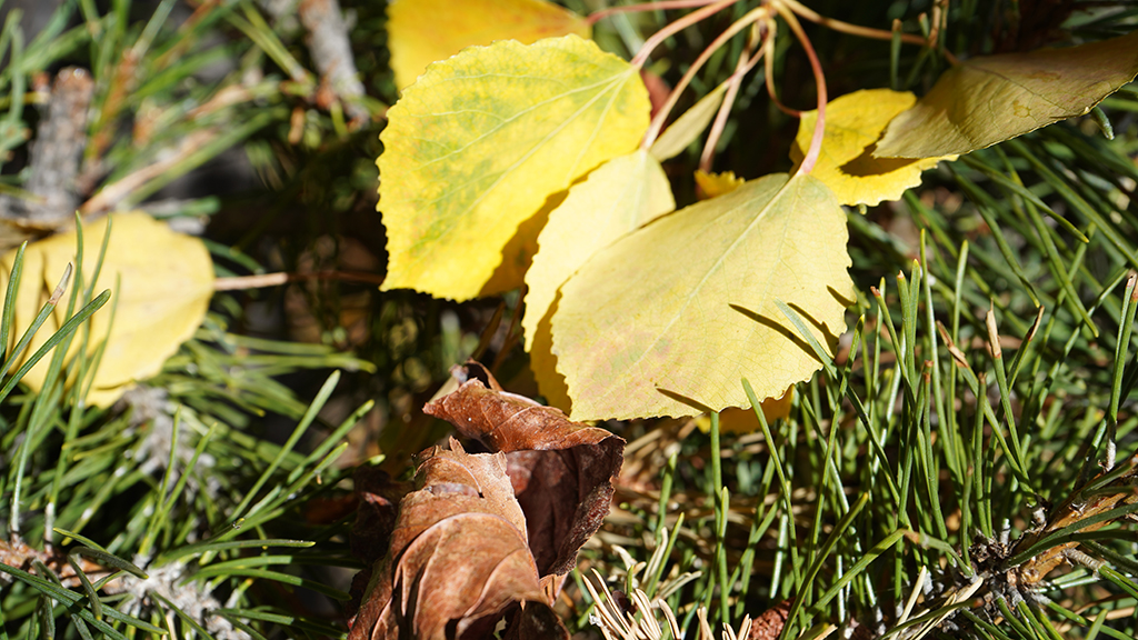 Fall Aspen Leaves in Lake Tahoe